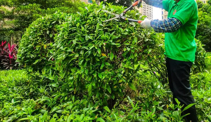 保山绿化公司袁美华