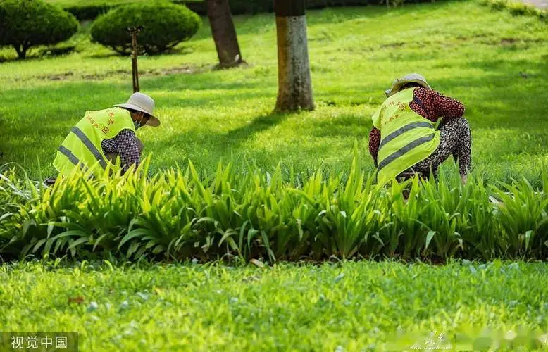 华蓥城市绿化带植物叫什么