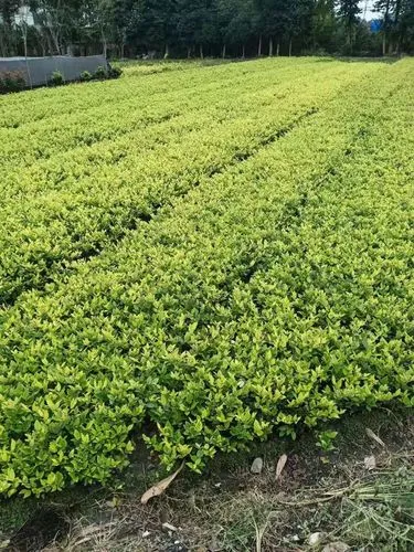 现代圆型园林景观设计